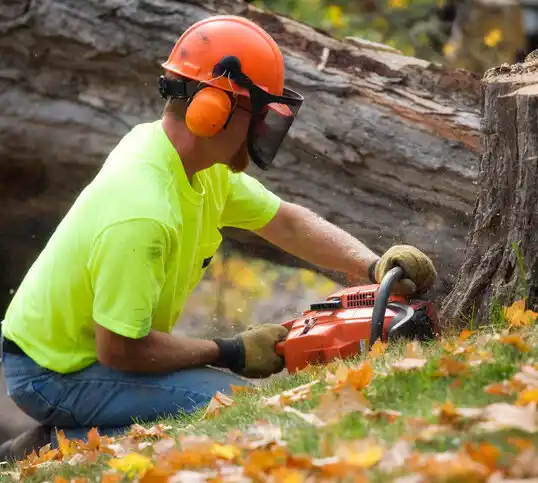 tree services Dry Ridge